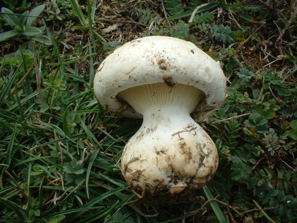 leucopaxillus lepistoides